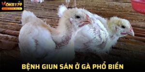 Bệnh Giun Sán Ở Gà