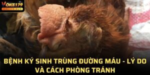 Bệnh Ký Sinh Trùng Đường Máu