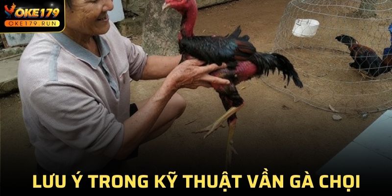 Các lưu ý trong quá trình vần gà chọi ngày nay