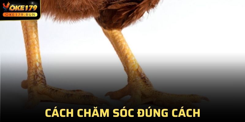 Cách chăm sóc đúng cách