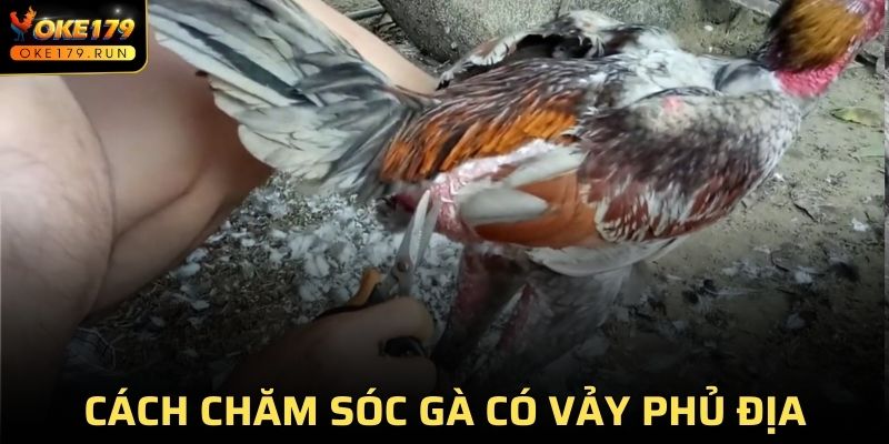 Cách chăm sóc gà có vảy phủ địa đúng nhất