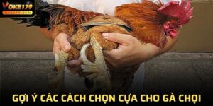 Cách Chọn Cựa Cho Gà Chọi