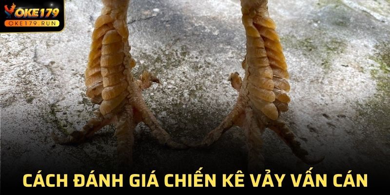 Cách chọn và đánh giá chiến kê vảy vấn cán