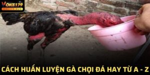 Cách Huấn Luyện Gà Chọi