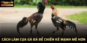 Cách Làm Cựa Gà Đá