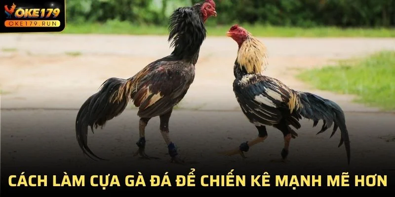 Cách Làm Cựa Gà Đá