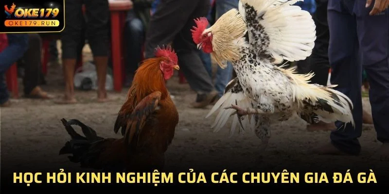 Cần học hỏi những kinh nghiệm mà các chuyên gia đá gà lâu năm chia sẻ 