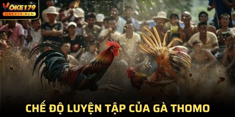 Cần lưu ý đến chế độ luyện tập của kê chiến