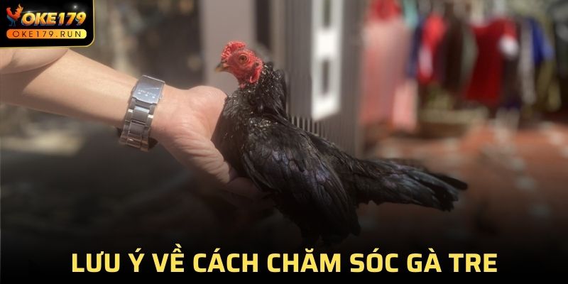 Chăm sóc nuôi dưỡng kê chiến đòi hỏi nhiều sự quan tâm