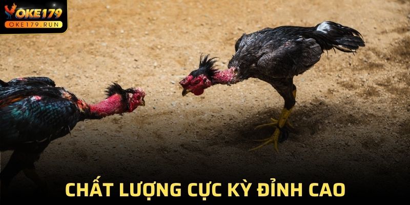 Chất lượng cực kỳ đỉnh cao