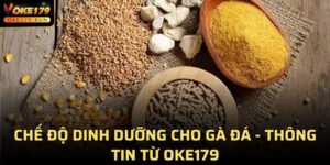 Chế Độ Dinh Dưỡng Cho Gà Đá