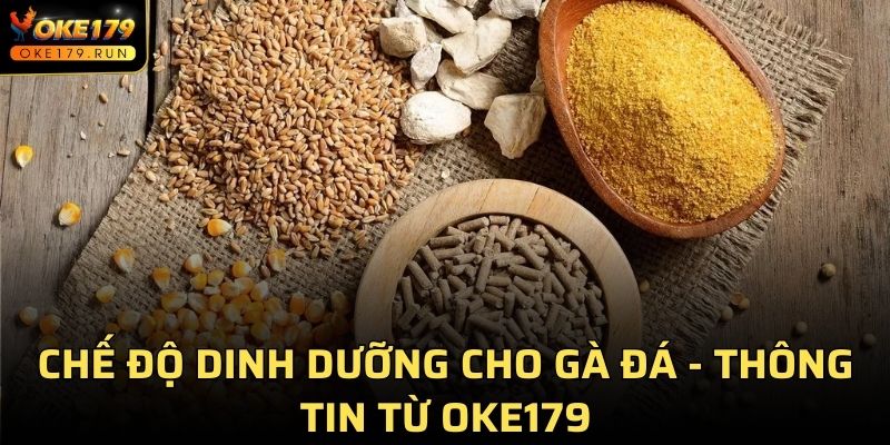 Chế Độ Dinh Dưỡng Cho Gà Đá