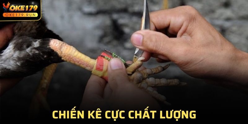 Chiến kê cực chất lượng