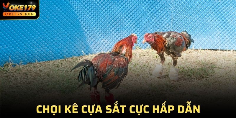 Chọi kê cựa sắt cực hấp dẫn