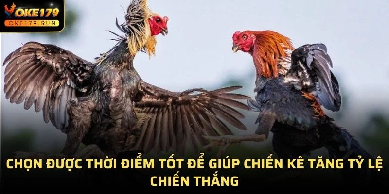 Chọn được cách xem ngày đá gà tốt để đưa chiến kê ra trận giúp mang lại vận khí tốt