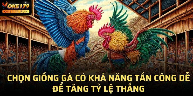 Chọn giống gà có khả năng tấn công dễ để tăng tỷ lệ thắng