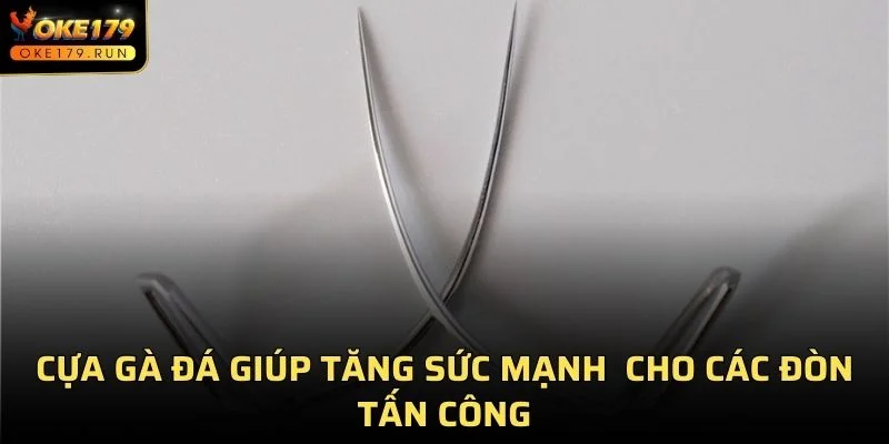 Cựa gà đá là loại vũ khí giúp tăng sức mạnh và hiệu quả cho các đòn tấn công