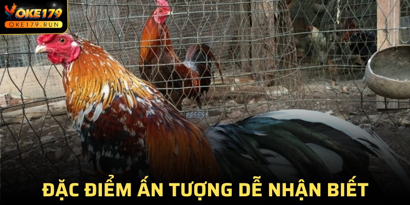 Đặc điểm cơ bản dễ nhận ra về chiến kê