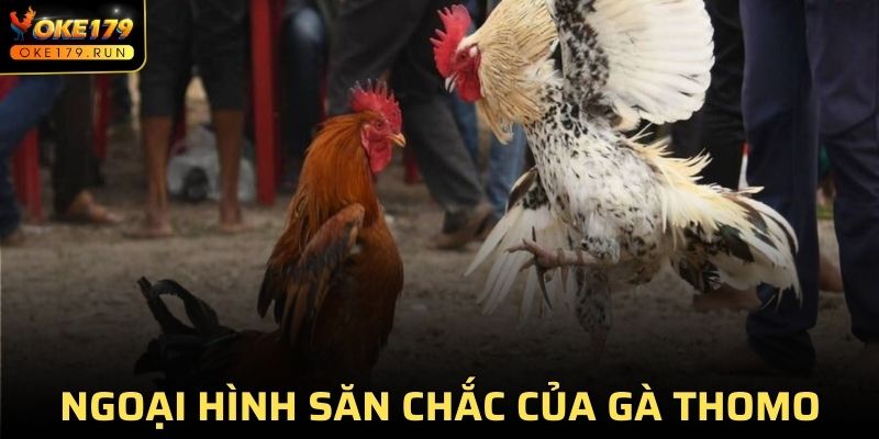 Đặc điểm nổi bật về ngoại hình