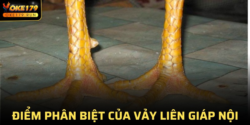 Đặc điểm phân biệt của vảy liên giáp nội hiện nay