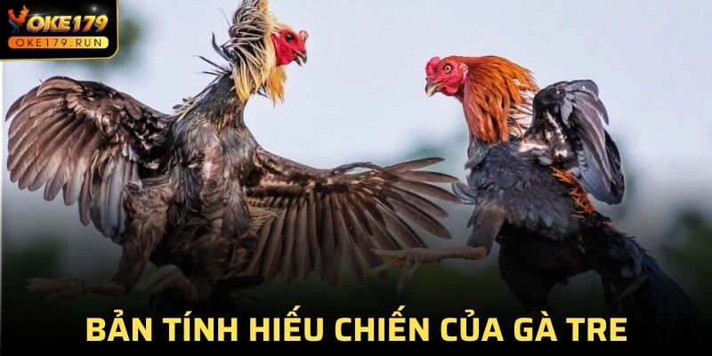 Giống gà che có bản tính hiếu chiến