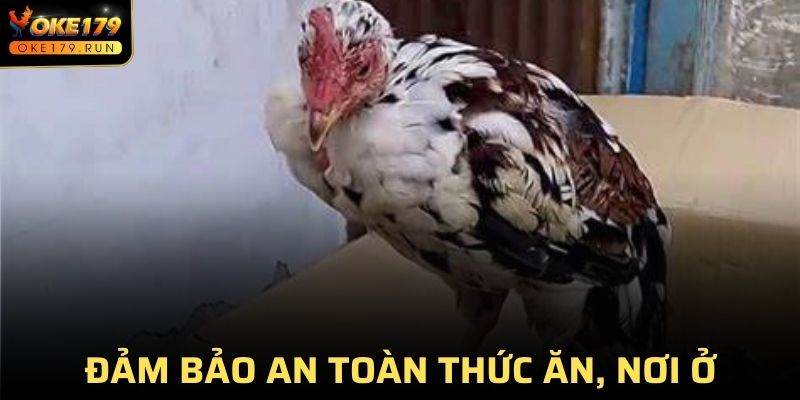 Giữ an toàn về mặt thức ăn và nơi ở