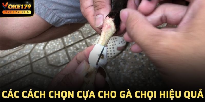 Gợi ý một số cách chọn cựa cho gà chọi hiệu quả nhất