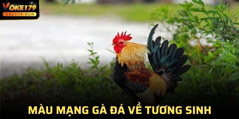 Hiểu màu mạng gà đá giúp bạn biết được sự tương sinh, tương khắc