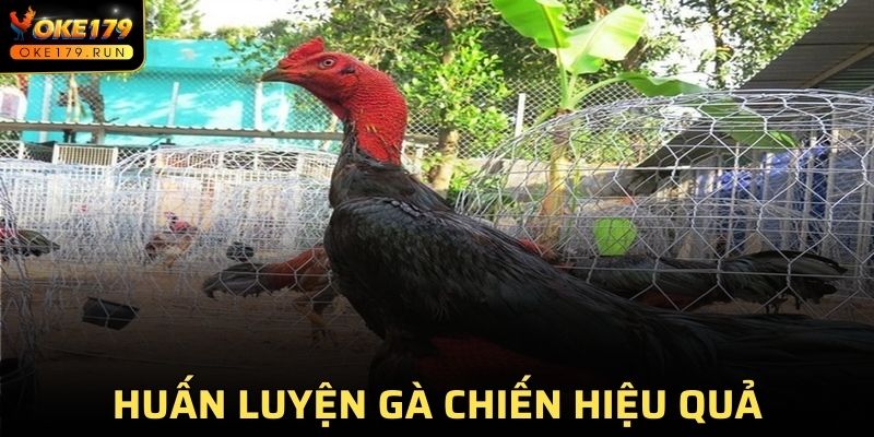 Huấn luyện gà chiến hiệu quả với chế độ dinh dưỡng