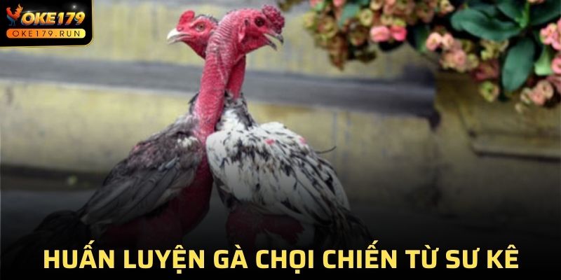 Huấn Luyện Gà Chọi Chiến