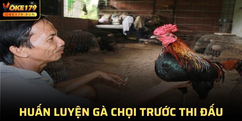 Huấn luyện gà chọi trước thi đấu để đảm bảo sức khỏe