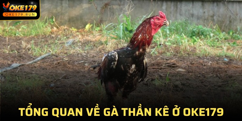 Khái quát đôi nét về chiến kê quý hiếm