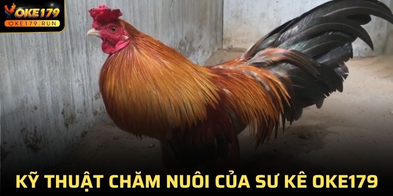 Kỹ thuật chăm nuôi cựa chỉ địa của sư kê OKE179