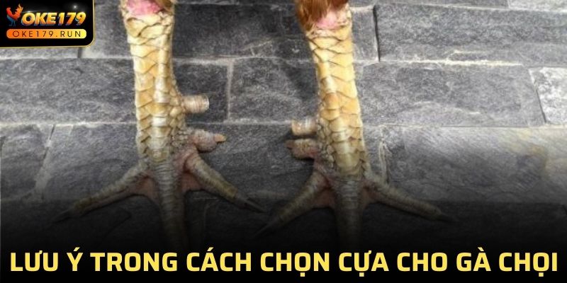 Lưu ý chọn cựa cho gà chọi và sử dụng sao cho phù hợp