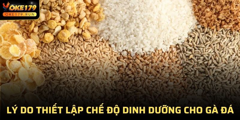 Lý do nên thiết lập chế độ dinh dưỡng cho gà đá