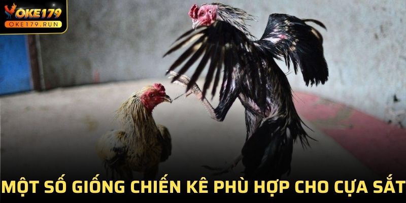 Một số giống chiến kê phù hợp cho cựa sắt