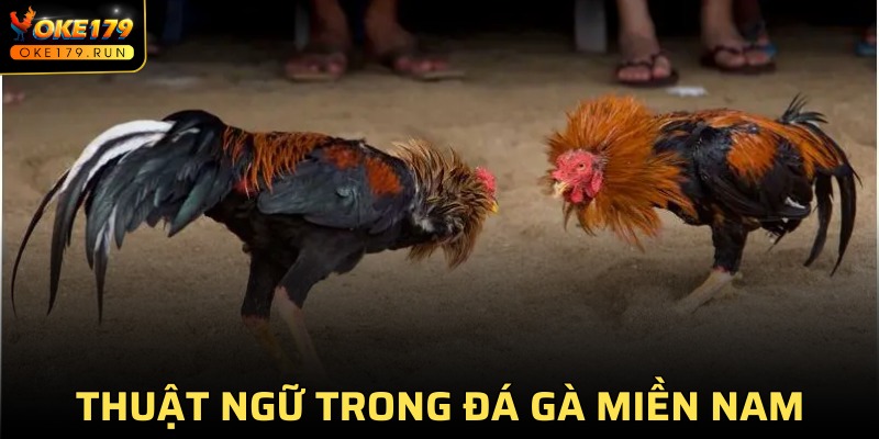 Một số thuật ngữ phổ biến trong chọi gà miền Nam