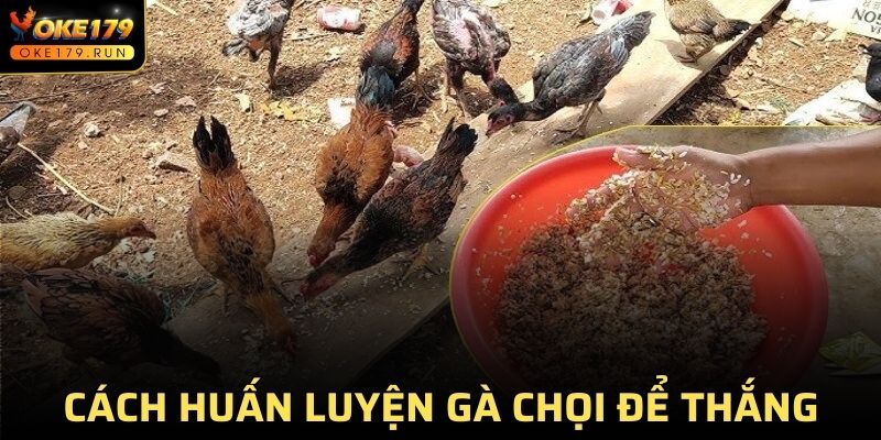 Nắm rõ cách huấn luyện gà chọi để nâng cao cơ hội thắng