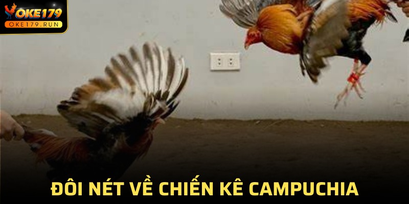 Nắm rõ chi tiết về đá gà Campuchia