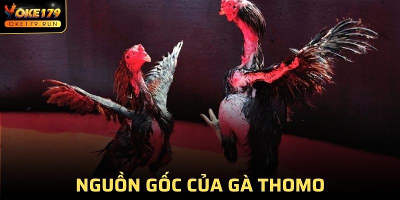 Nguồn gốc thật sự của gà Thomo ít người biết