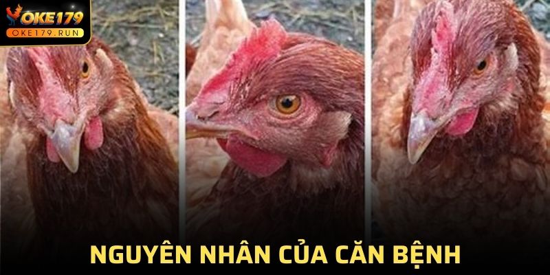 Nguyên nhân chính của bệnh gà rù