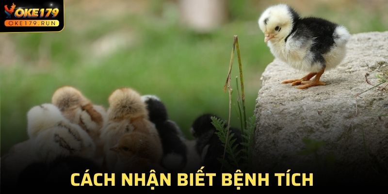 Nhận biết bệnh tích để chẩn đoán chính xác