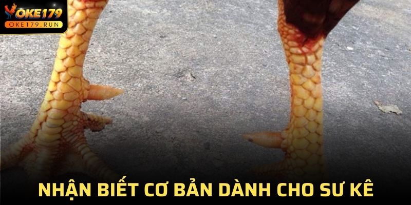 Nhận biết cơ bản dành cho sư kê