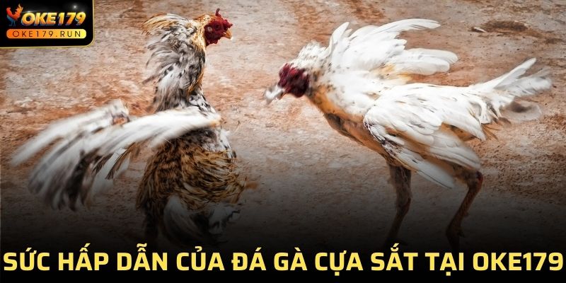 Sức hấp dẫn của đá gà cựa sắt tại OKE179