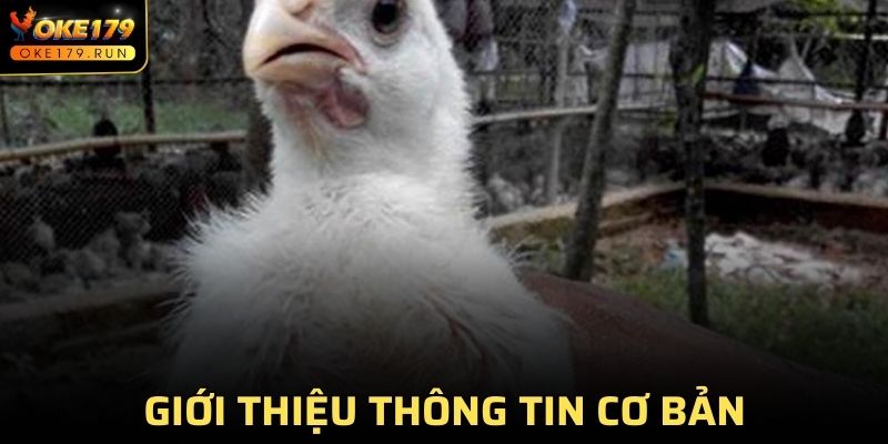 Thông tin cơ bản về bệnh đậu gà