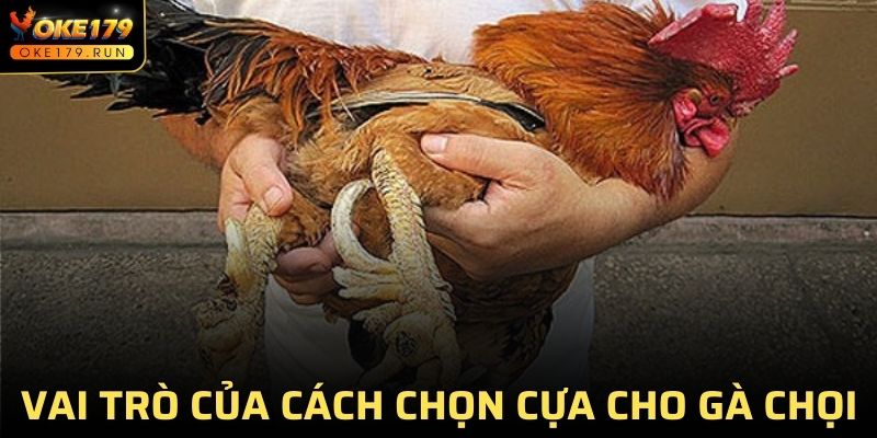 Tìm hiểu vai trò đối với các cách chọn cựa cho gà chọi