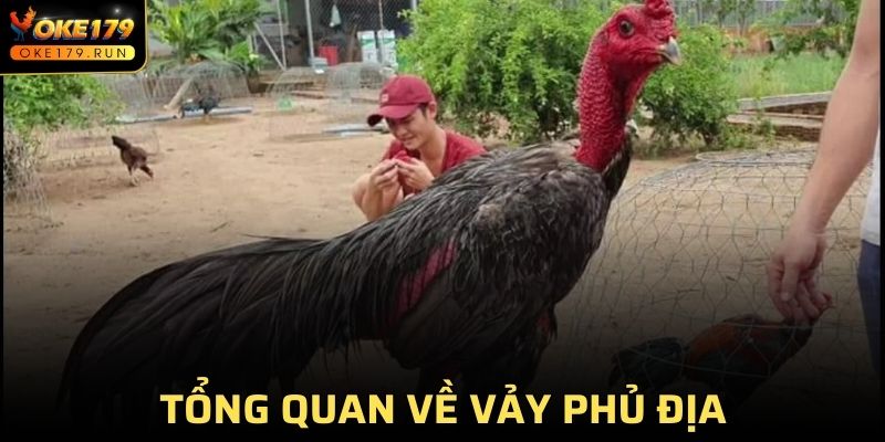 Tổng quan về vảy phủ địa