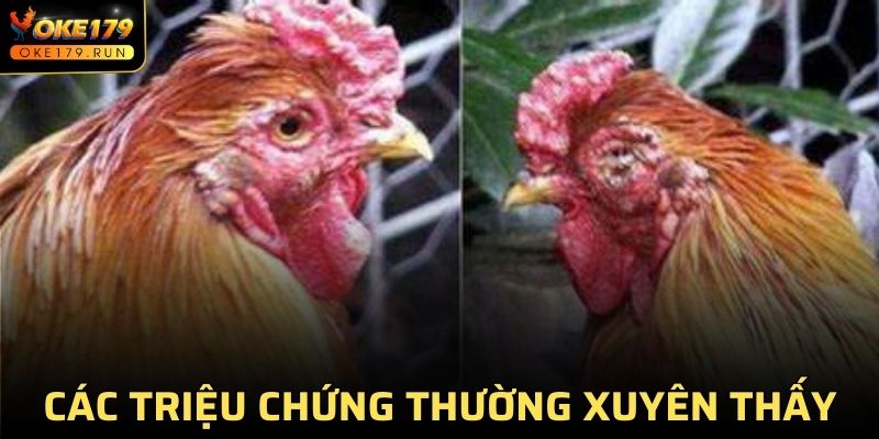 Triệu chứng của bệnh giun sán ở gà