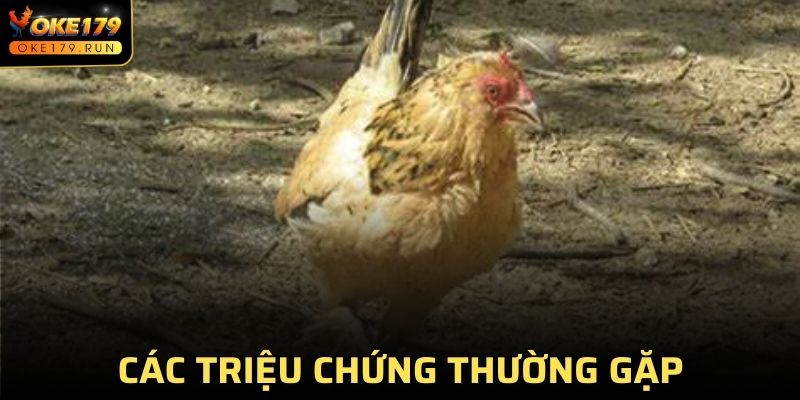 Triệu chứng thường hay gặp