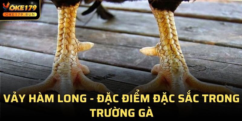 Vảy Hàm Long